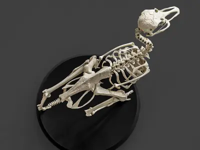Anatomically Ostrich Skeleton 3D model