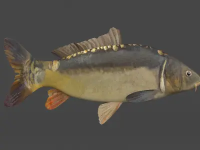 Fish Collection 3D model