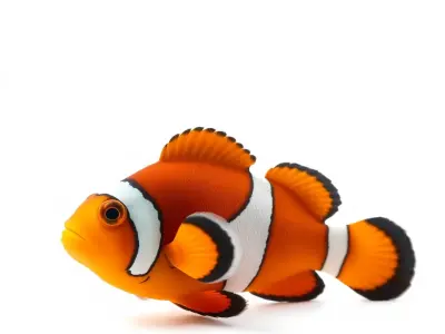 Vibrant Clownfish model pack Low-poly 3D model