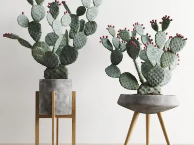 Opuntia In Concrete Planters. Cactus Set 3D model