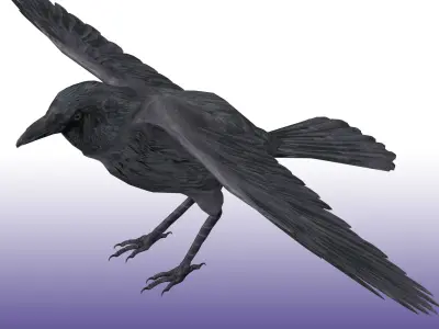 Crow Rig Low-poly 3D model