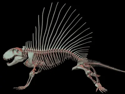 Dimetrodon Skeleton 3D model