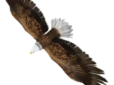 Bald Eagle 3D model purchase
