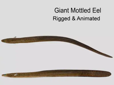 Giant Mottled Eel Realistic Animated Low-poly 3D model