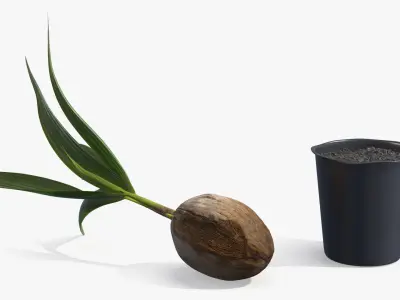 Potted Coconut Palm Seedling Plant with Pot Fur 3D model