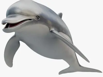 3D model Animated Dolphin Low-poly 3D model