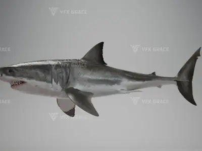 Great White Shark Animation - VFX Grace 3D model