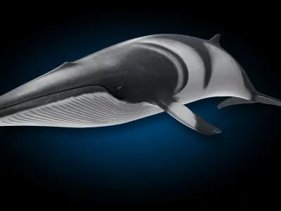 Minke Whale 3D model