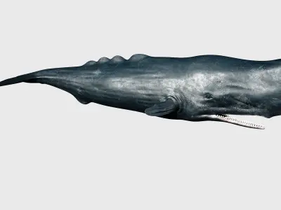 Sperm whale Low-poly 3D model