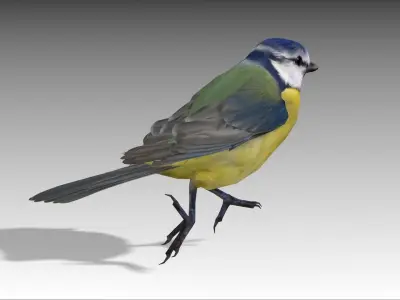 Blue tit Low-poly 3D model