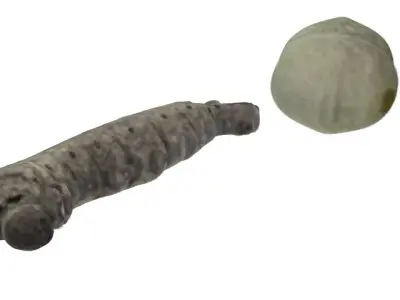 Silkworm With Cocoon 3D model