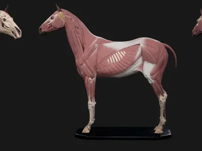 Horse Anatomy Kit Commercial License Low-poly 3D model