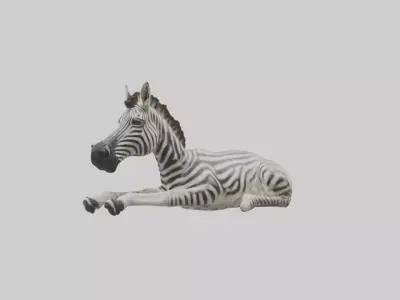 Lying Zebra Model 1 Low-poly 3D model