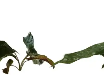 Broadleaf Ground Plant Sprig Pack Low-poly 3D model