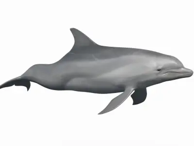 3D Animated Dolphin 3D model