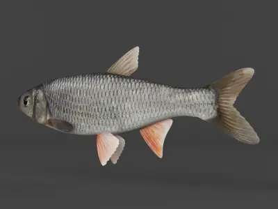 Fish Dace 3D model