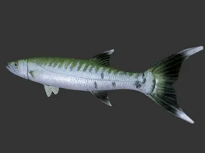 Barracuda mackerel fish Low-poly 3D model