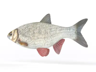 Ide Fish 3D model
