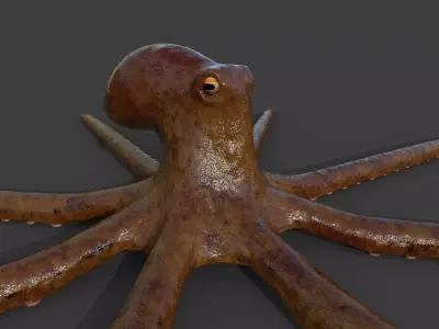 Octopus Low-poly 3D model