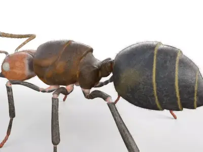 Ant Insect Low-poly 3D model