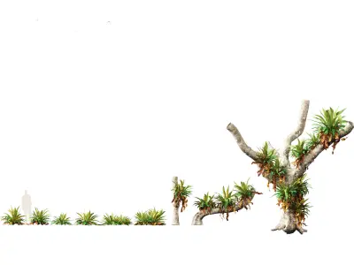 Asplenium nidus - Birds Nest Fern 3D model