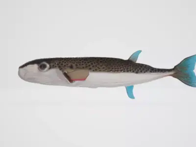 Puffer fish 3D model