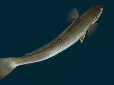 Whiting fish Animated 3D model