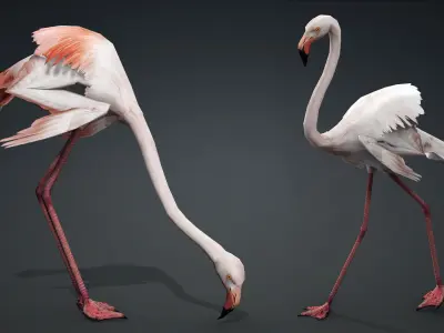 FLAMINGO RIGGED ANIMATED 5 Low-poly 3D model