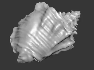 Shell Strombus 3D Model 3D model
