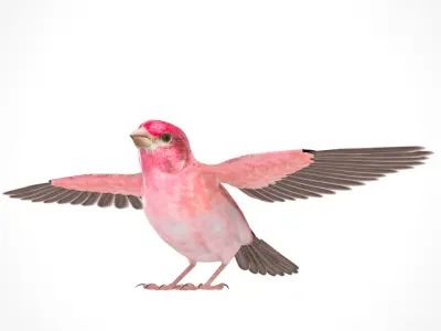 3D Bird Pack Purple Finch Male and Female Low-poly 3D model Low-poly 3D model