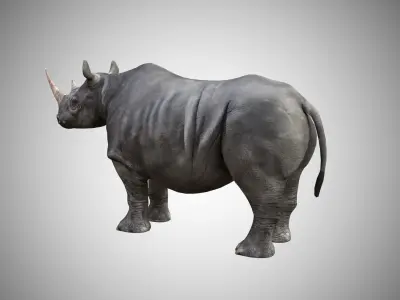 Rhino  Low Poly Rigged with high quality texture Low-poly 3D model