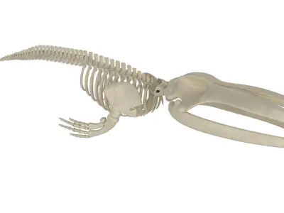 Blue Whale Skeleton 3D model
