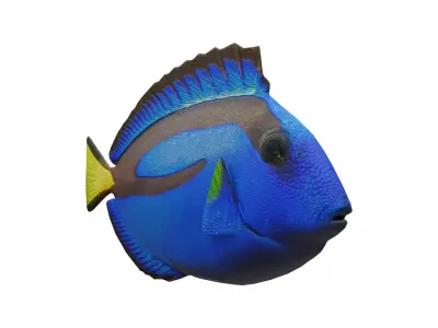 blue tang Low-poly 3D model