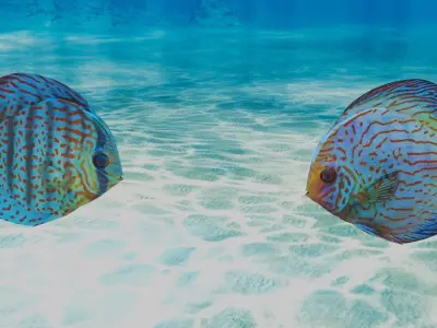 Discus Fish 3D model