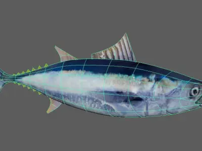 Tuna Fish Lowpoly 3D Gaming model  Low-poly 3D model