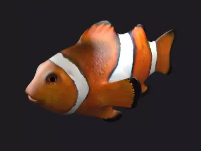 Clownfish Anemonefish Ocellaris fish aquarium tropical sea 3D model