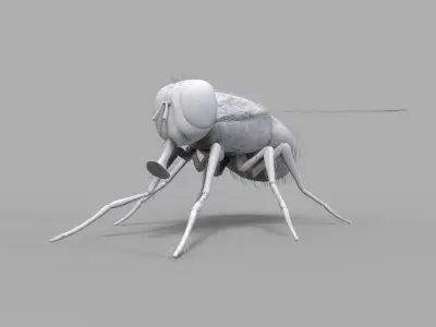 Insect Fly 3D model