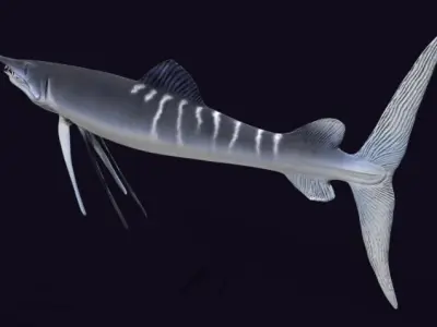 Protosphyraena nitida  Low-poly 3D model