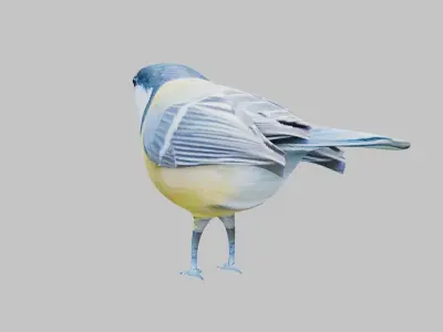 Titmouse 3D model