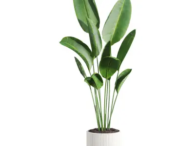 birds of paradise 3D model