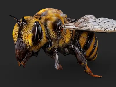 Bee Cartoon Low-poly 3D model