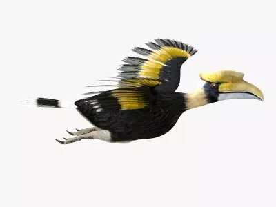 Hornbill bird rigged 3d model Low-poly 3D model