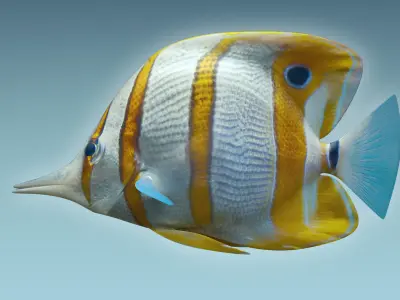 Butterfly Fish 3D model