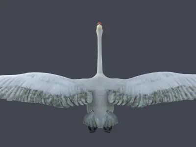 swan bird wildlife nature feather elegant white spread  3D model