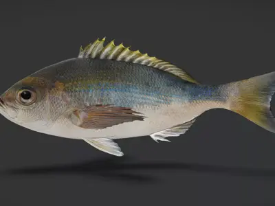 Realistic Snapper Animated 3D model