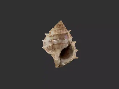 Sea Shell 3 3D model
