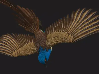 PheasantBird B1 Free low-poly 3D model
