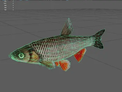 Chubfish Low-poly 3D model