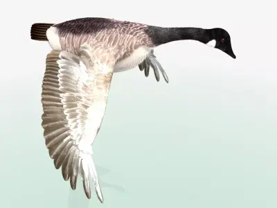 Canada Goose - rigged - animated 3D model
