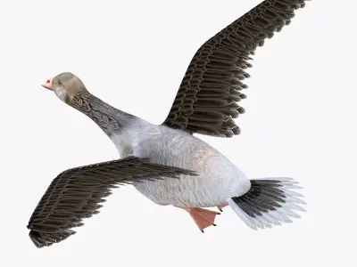 Goose bird rigged 3d model Low-poly 3D model